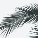 Palm Sunday graphic
