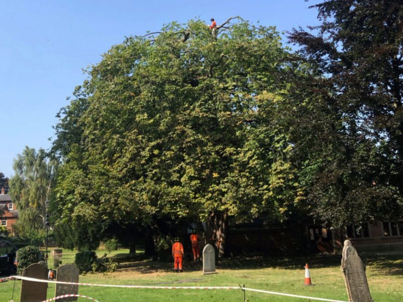 Horse chestnut tree