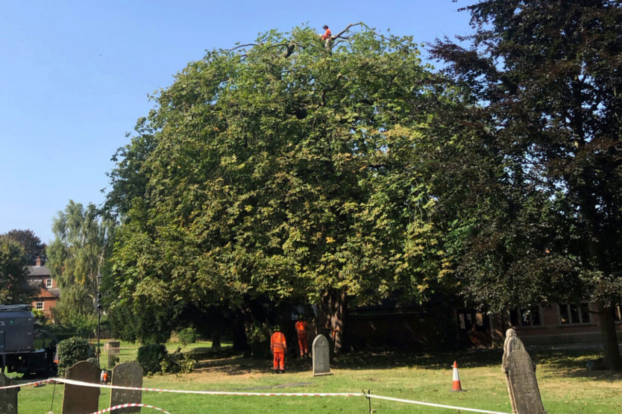 Horse chestnut tree